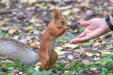 Curious squirrel eating pine nuts from hands in the park 