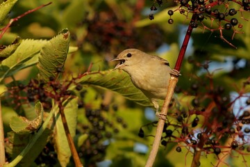 bird on a branch