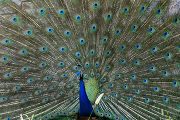 Obraz premium Indian Peacock Male, wings dancing and showing the beauty.