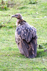 Himalayan vulture or Himalayan griffon vulture (Gyps Himalayensis) is an Old World vulture in the family Accipitridae
