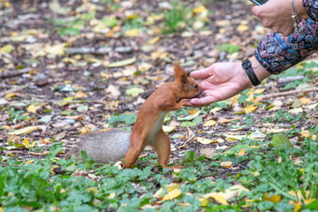 Curious squirrel eating pine nuts from hands in the park 