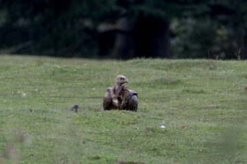 Himalayan vulture or Himalayan griffon vulture (Gyps Himalayensis) is an Old World vulture in the family Accipitridae