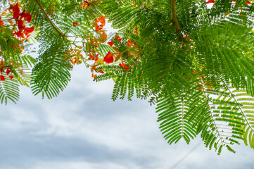 Tree with red flowers looking at sky