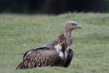 Himalayan vulture or Himalayan griffon vulture (Gyps Himalayensis) is an Old World vulture in the family Accipitridae