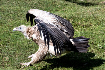 Himalayan vulture or Himalayan griffon vulture (Gyps Himalayensis) is an Old World vulture in the family Accipitridae