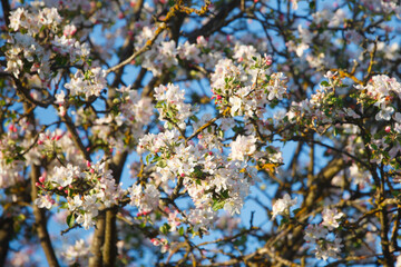 apple blossom in spring