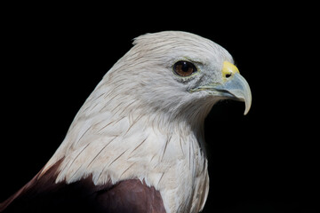 Brahminy kite (Haliastur indus), formerly known as the red-backed sea-eagle in Australia, is a medium-sized bird of prey in the family Accipitridae