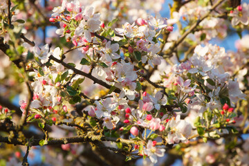 apple blossom in spring