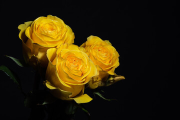 three yellow roses on a black background close-up