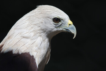 Brahminy kite (Haliastur indus), formerly known as the red-backed sea-eagle in Australia, is a medium-sized bird of prey in the family Accipitridae