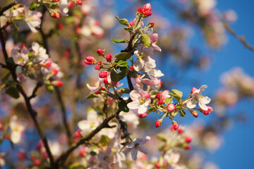 apple blossom in spring