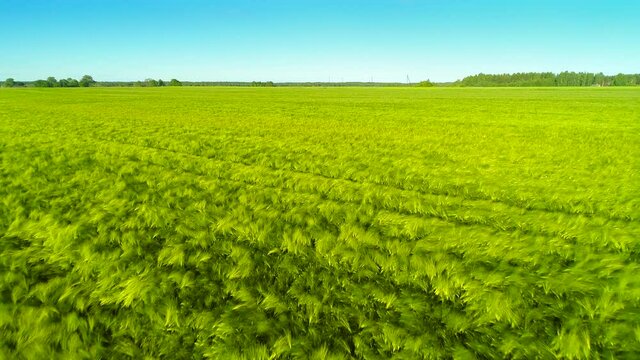 Forward motion view over agricultural countryside scenery with green barley field surface texture, sunny day blue sky horizon