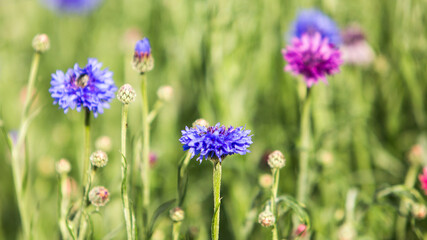 Flowers background with amazing purple , pink wildflowers