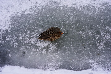 Weibliche Ente auf einer Eisfläche mit Schnee