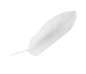 white feather on white  background