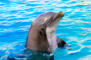 Bottlenose dolphin is in a dolphin show of a zoo © belizar