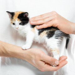 small tricolor kitten in male hands