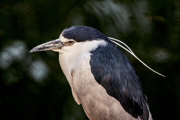 Fototapeta premium Black-crowned Night Heron