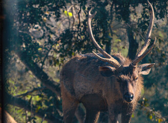 Naklejka na ściany i meble Sambar Deer in the national park