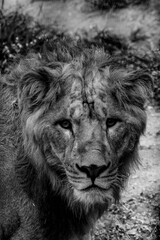 Black and White Close up portrait of a lion