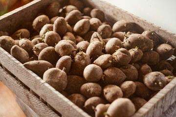 High angle view of freshly harvested potatoes in crate