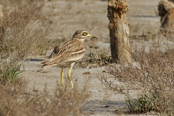red winged blackbird