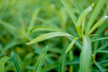 Green leaf on blurred background in garden