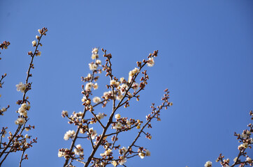 満開の白梅と快晴