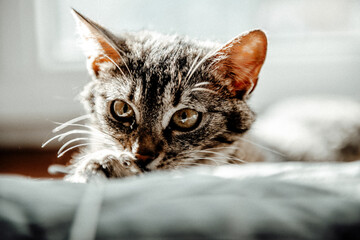 cat © mirek