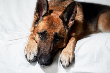 Cute domestic dog lies with its paws folded in front of its muzzle. Charming black and red German Shepherd lies on white blanket resting and posing.