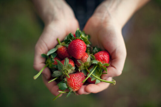 Overhead view of woman holding freshly harvested strawberries in cupped hands