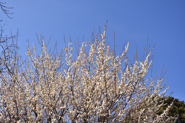 満開の白梅と快晴