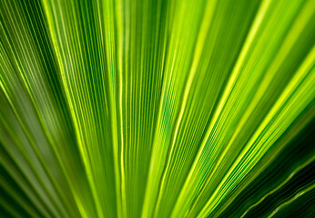 Fototapeta na wymiar Beautiful exotic pattern of green tropical palm leaves