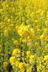 菜の花 黄色 鮮やか 綺麗 美しい 優美 可憐 落ち着いた イエロー 春 のどか