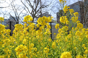 菜の花 黄色 鮮やか 綺麗 美しい かわいい イエロー パステル フェンス ビル 都会 公園 