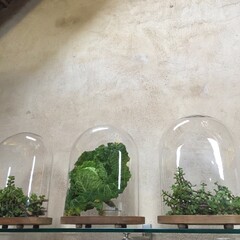 plants under cloches