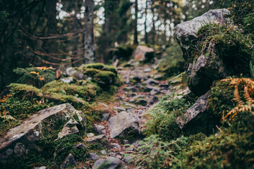 A close up of a rock next to a forest