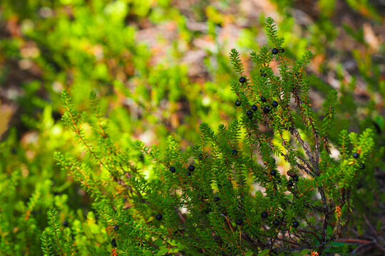 Glossy black crowberries or Empetrum nigrum. Black crowberry in its wild habitat