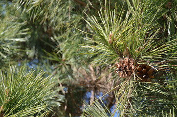 松ぼっくりのアップ