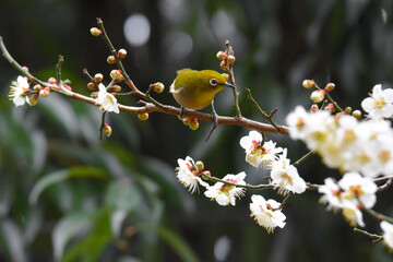 梅とメジロ　１