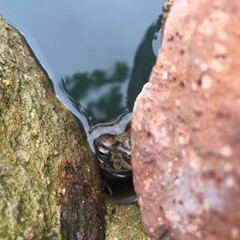 frog hiding in water between rocks
