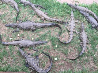 crocodile in the grass