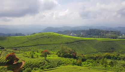 Tea plantation in munnar, kerala