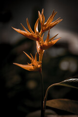 Obraz premium Close-up portrait of yellow lobster claws flower against blurry background
