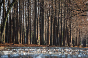 Row of trees in brown colors landscape
