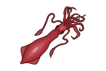 Squid. Vector stock illustration eps10. Isolate on white background