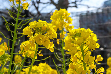 Obraz premium 菜の花 黄色 鮮やか 綺麗 美しい 春の風景 優美 かわいい パステル 満開