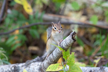 Chipmunk in the autumn forest sitting on a branch of a fallen tree 