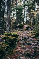 A large tree in a forest a mountain