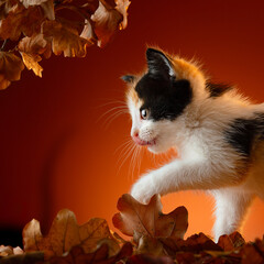 A small tricolor kitten walks in the autumn forest and hunts for a mouse, created in the studio
